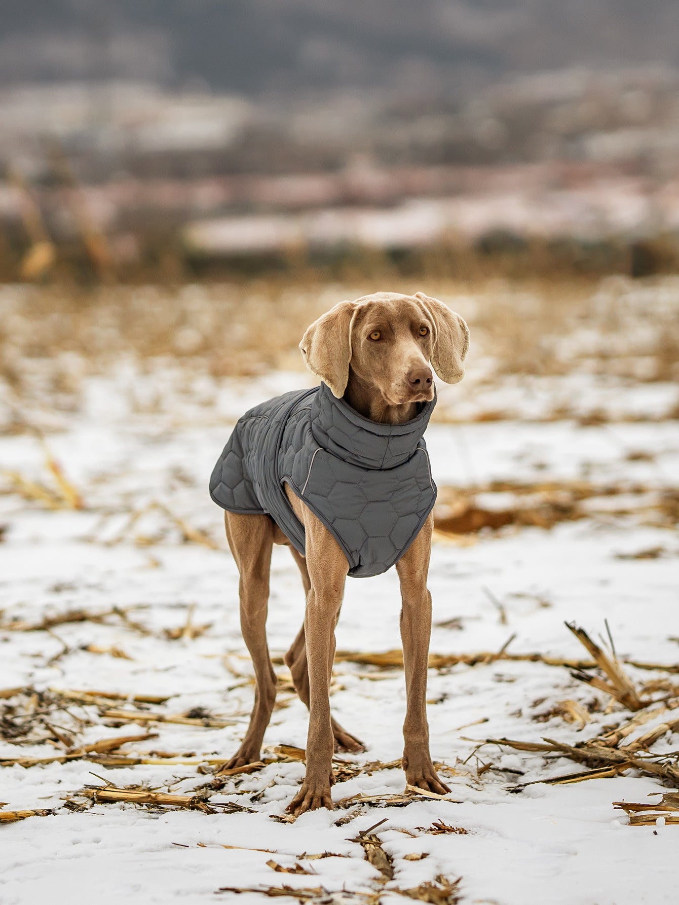 V.PET.BR Winter Reflective Dog Vest - Water-Resistant Thermal Coat for Large Dogs | All Weather Protection with Adjustable Straps (S-2XL)
