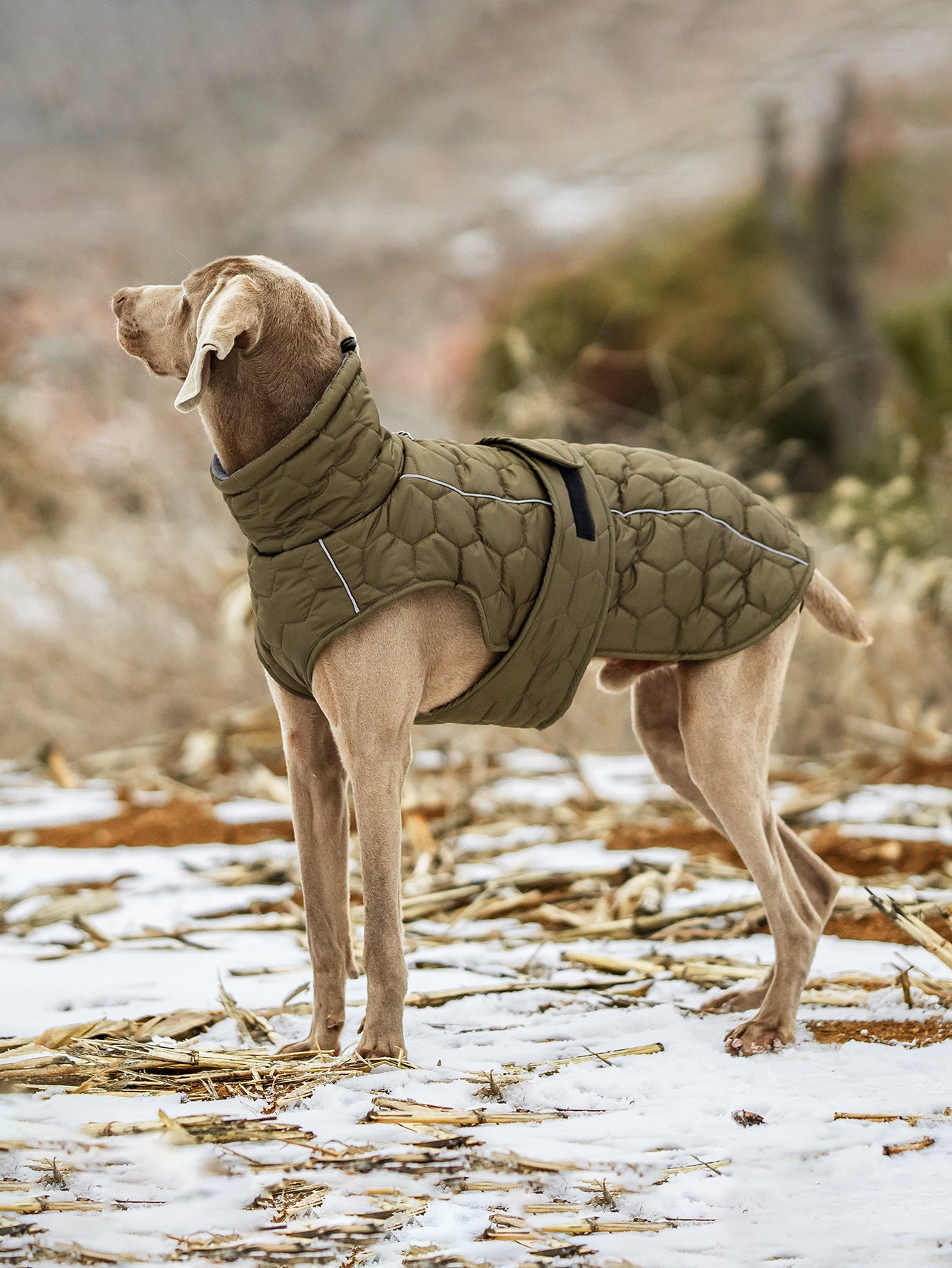 V.PET.BR Winter Reflective Dog Vest - Water-Resistant Thermal Coat for Large Dogs | All Weather Protection with Adjustable Straps (S-2XL)