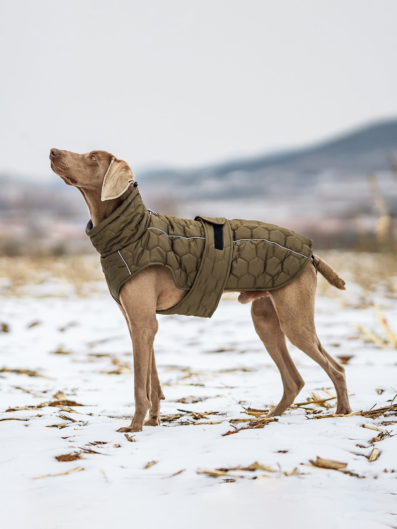 V.PET.BR Winter Reflective Dog Vest - Water-Resistant Thermal Coat for Large Dogs | All Weather Protection with Adjustable Straps (S-2XL)