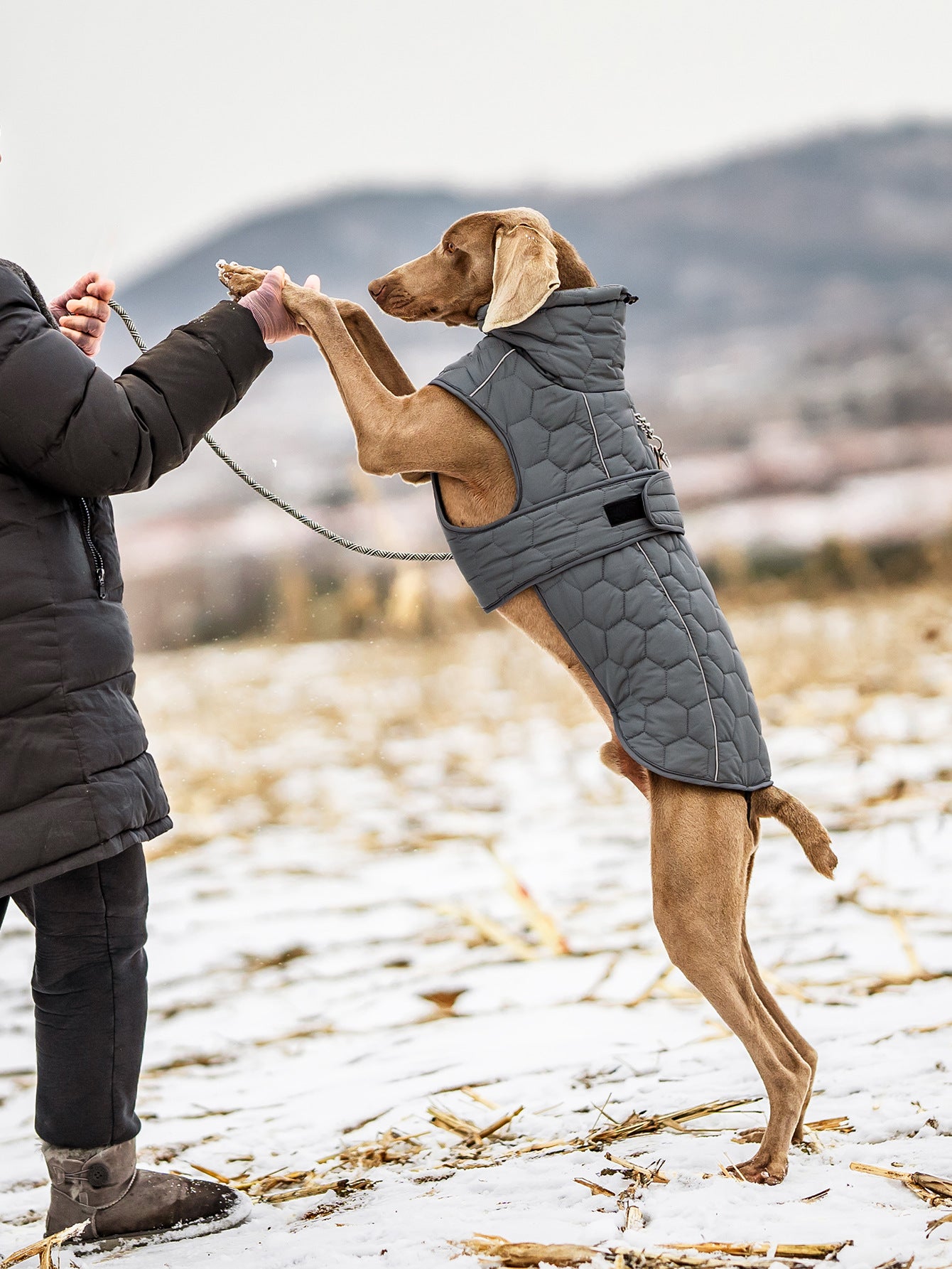 V.PET.BR Winter Reflective Dog Vest - Water-Resistant Thermal Coat for Large Dogs | All Weather Protection with Adjustable Straps (S-2XL)