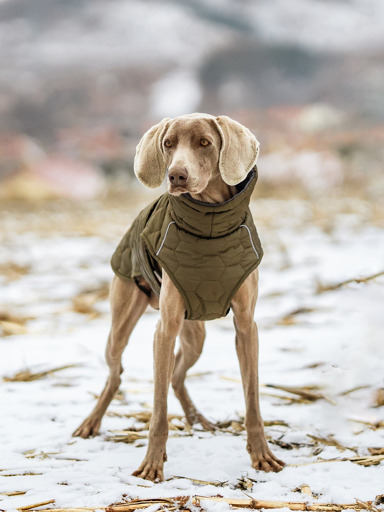 V.PET.BR Winter Reflective Dog Vest - Water-Resistant Thermal Coat for Large Dogs | All Weather Protection with Adjustable Straps (S-2XL)
